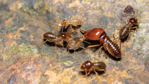 Bahaya Rayap di Musim Hujan: Edukasi Penting Agar Rumah Tetap Aman